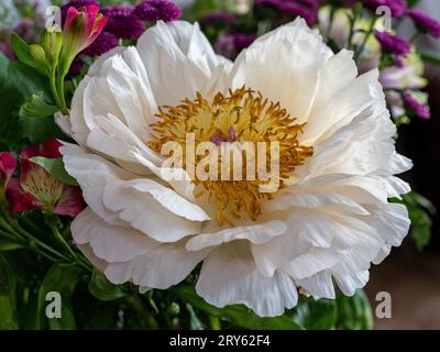 Ancora bello ma leggermente appassito fiore di peonia bianco in un bouquet Foto Stock