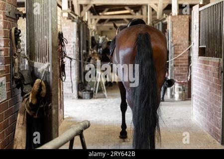 Vista sul retro del cavallo purosangue nella fattoria rurale o nella stalla del ranch. All'interno della stalla per l'allenamento della scuola di cavalli con stallone marrone pronto all'uso. Foto Stock