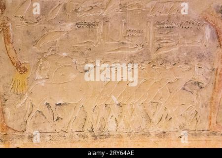 Egitto, Saqqara, tomba di Mehu, agricoltura: Pecore che calpestano i cereali. Foto Stock