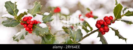 Primo piano di un ramo di holly con bacche rosse ricoperte di neve, un'intestazione di Natale panoramica Foto Stock