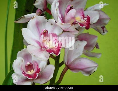 Cymbidium Orchid fiorì a casa Foto Stock