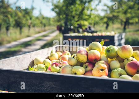 Due casse di mele appena raccolte nel sud della Svezia Foto Stock