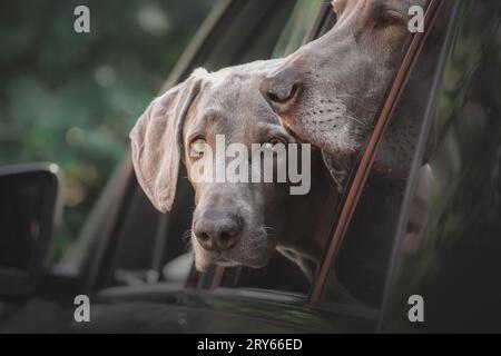 Due cani Weimaraner che guardano fuori dal finestrino dell'auto nel parcheggio. Foto Stock