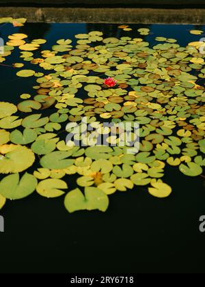 Tamponi di giglio che circondano un loto rosa in fiore in uno stagno riflettente Foto Stock