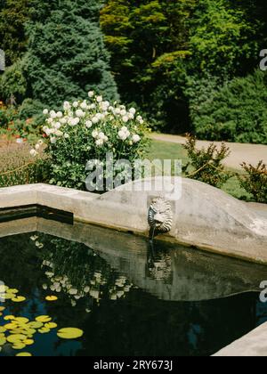Laghetto soleggiato con coppette di giglio e fiori bianchi Foto Stock