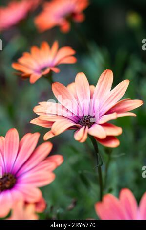 Primo piano delle margherite africane arancioni e rosa che fioriscono in un giardino. Foto Stock