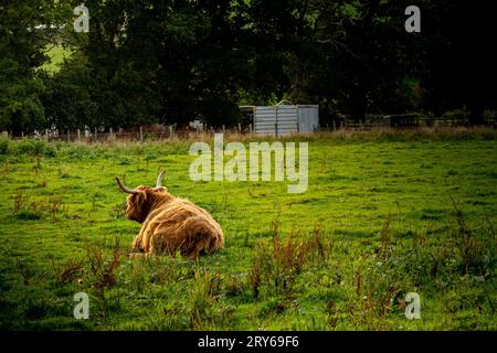 Lonely Highland Cow Foto Stock