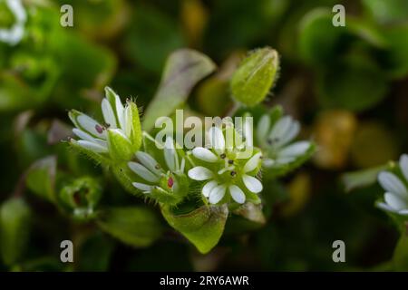 In primavera, Stellaria media cresce in natura. Una pianta erbacea che spesso cresce nei giardini come un erbaccia. Piccoli fiori bianchi su steli verdi carnosi. Foto Stock