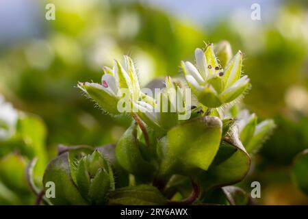 In primavera, Stellaria media cresce in natura. Una pianta erbacea che spesso cresce nei giardini come un erbaccia. Piccoli fiori bianchi su steli verdi carnosi. Foto Stock