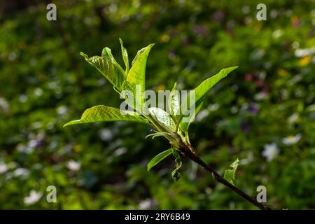 Grandi germogli verdi rami. Foglie verdi giovani che escono da germogli verdi spessi. rami con nuovo fogliame illuminato dal sole del giorno. Primo giorno di primavera. Foto Stock