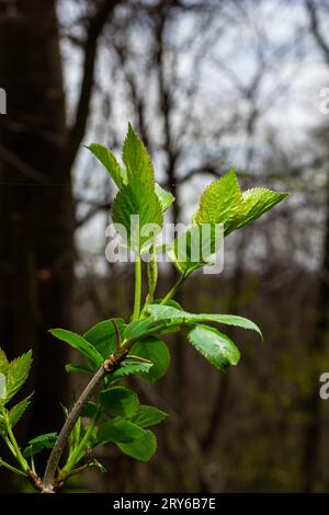 Grandi germogli verdi rami. Foglie verdi giovani che escono da germogli verdi spessi. rami con nuovo fogliame illuminato dal sole del giorno. Primo giorno di primavera. Foto Stock