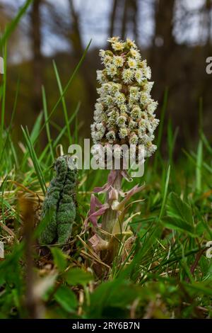 Infiorescenze di butterbur, pestilence wort, Petasites hybridus.Blossom, butterbur comune. Un butterbur fiore petasites ibridus in fiore nel mead Foto Stock