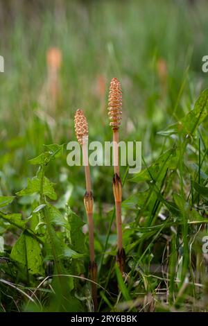 Messa a fuoco selettiva. Un tiro spore-cuscinetto del cavallo Equisetum arvense. Spikelet di cavallo di campo in primavera. Coni controversi di h Foto Stock