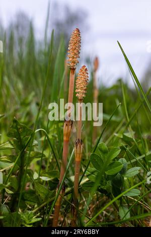 Messa a fuoco selettiva. Un tiro spore-cuscinetto del cavallo Equisetum arvense. Spikelet di cavallo di campo in primavera. Coni controversi di h Foto Stock