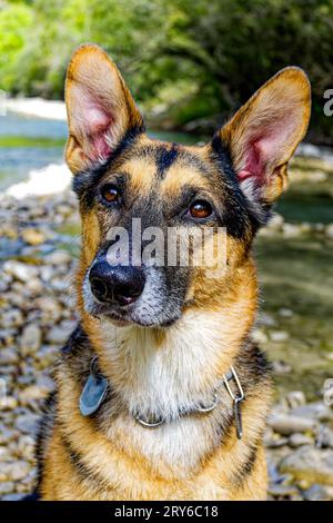 Un pastore tedesco con pelliccia nera e marrone si trova di fronte a un torrente. Foto Stock