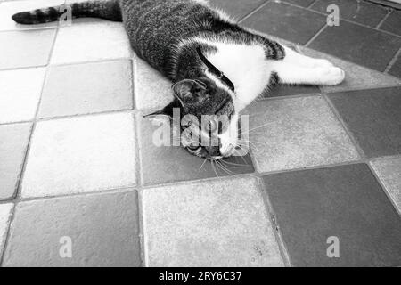 Gatto sdraiato sul pavimento della terrazza in estate. Foto di alta qualità Foto Stock