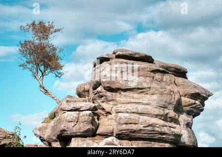 Albero solitario e erosione glaciale che mostra piani geologici di lettiera nella sabbia di pietra di Brimham Rocks, Nidderdale, North Yorkshire, Regno Unito Foto Stock