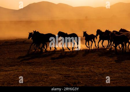 Cavalli selvaggi su un campo polveroso rurale al tramonto nella città di Kayseri, paese della Turchia, paesaggio Foto Stock