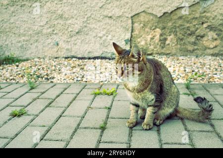 Gatto seduto sul marciapiede in giardino. Foto di alta qualità Foto Stock