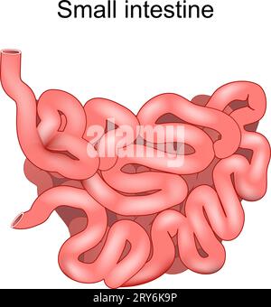 Intestino tenue. Illustrazione medica. Anatomia umana. L'intestino tenue fa parte di un tratto gastrointestinale. Apparato digerente. Illustrazione vettoriale Illustrazione Vettoriale