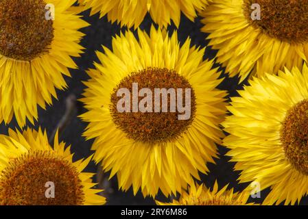 Testa di fiore asciutto di fragole xerochrysum bracteatum, vista dall'alto Foto Stock