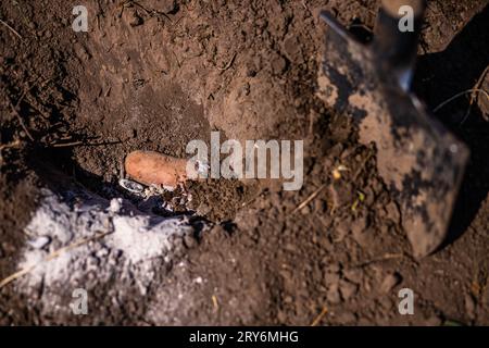 Primi tuberi-seme con germogli o tuberi piantati in file preparate di terreno fine preparato. Le patate fresche giacciono nel fango del letto. cenere Foto Stock