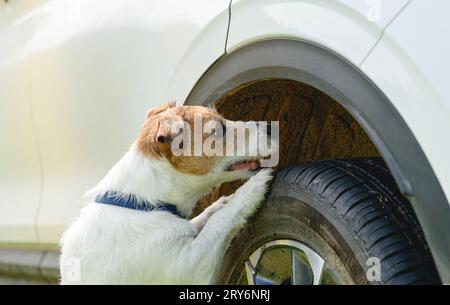 L'auto che annusa il cane sta addestrando per ispezionare il veicolo alla ricerca di farmaci Foto Stock