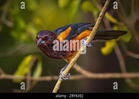 Una Guadalupa oriole, che posa sull'isola di Guadalupa, piccole Antille. Foto Stock