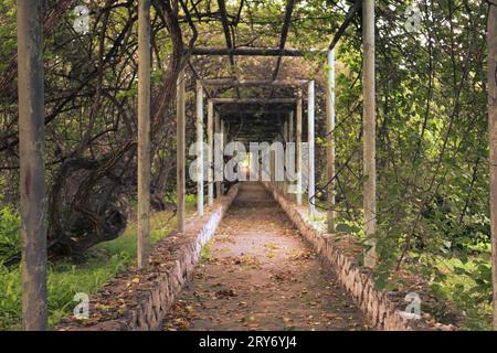 Un sentiero giardino adornato da viti a cascata e foglie lussureggianti, che vi invita in un viaggio di serenità e meraviglie botaniche. Foto Stock