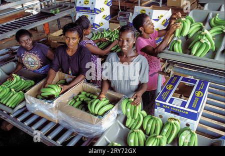 Ghana, nuova Akrade - in una piantagione di banane, le banane raccolte vengono lavate e confezionate in scatole per essere esportate in Europa. Foto Stock