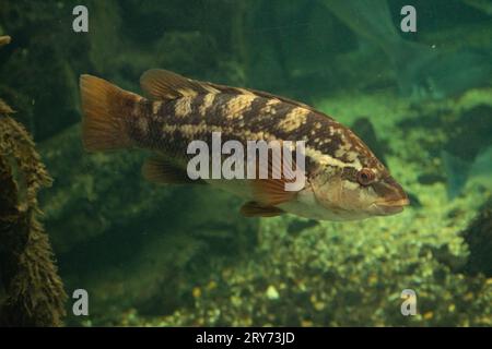 ballan wrasse in un grande acquario Foto Stock