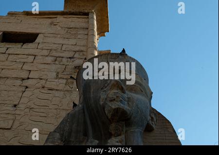 I piccioni arroccati sulla cima di una possente statua si affacciano all'ingresso del complesso del tempio di karnak. Faccia stoica dei faraoni egiziani. Foto Stock