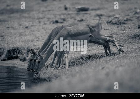 Mono tre comuni impala drink dal fiume Foto Stock