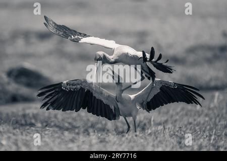 Le cicogne monomarca a becco giallo combattono sulle rive erbose del fiume Foto Stock