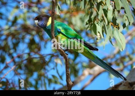 Un pappagallo australiano, Barnardius zonarius subspecies zonarius, noto anche come pappagallo di Port Lincoln, in un albero di eucalipto, Australia Occidentale. Foto Stock