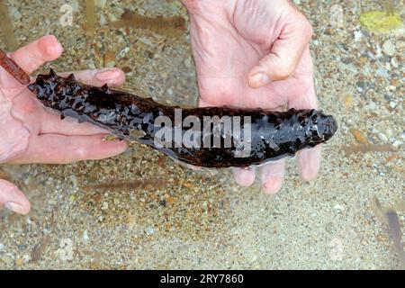 Uomo che tiene un cetriolo di mare (echinoderm) in acque poco profonde, spiaggia di Skala, Agistri, gruppo delle Isole Saroniche, Grecia. Presa nel luglio 2023 Foto Stock