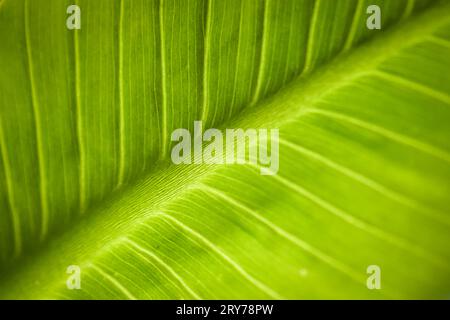 Primo piano dell'intero fotogramma dello sfondo della trama del motivo delle lamelle Foto Stock