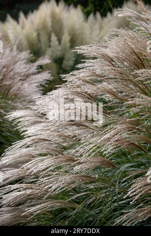 Erba ornamentale decidua, con il nome di Miscanthus sinensus Flamingo, fotografata a fine settembre al RHS Wisley Garden, Surrey UK. Foto Stock