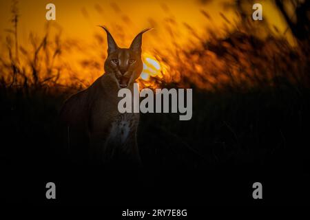 Il cucciolo di lynx corre attraverso il prato e vorrebbe giocare. Foto Stock