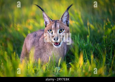 Il cucciolo di lynx corre attraverso il prato e vorrebbe giocare. Foto Stock