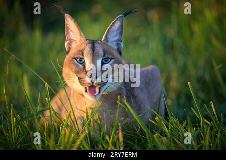 Il cucciolo di lynx corre attraverso il prato e vorrebbe giocare. Foto Stock