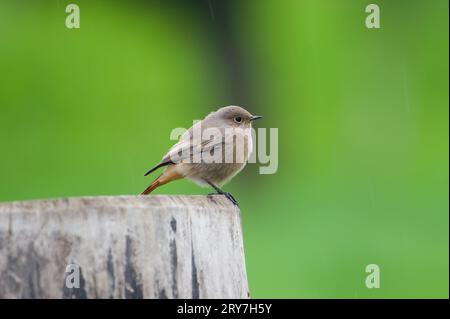 L'uccellino probabilmente Phoenicurus ochruros, noto anche come black redstart, è seduto sul bosco. Isolato su sfondo verde sfocato. Foto Stock