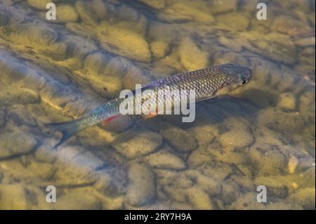 Il pesce d'acqua dolce Squalius cephalus alias european chub nuota nel suo habitat nel lago Kacabaja nella repubblica Ceca. All'inizio dell'autunno. Foto Stock