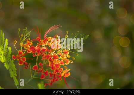 Fiori di pavone su sfondo morbido isolato e sfocato. Foto Stock