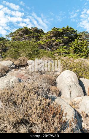 Masso roccioso sullo sfondo di alberi alti in una foresta in una giornata di sole Foto Stock
