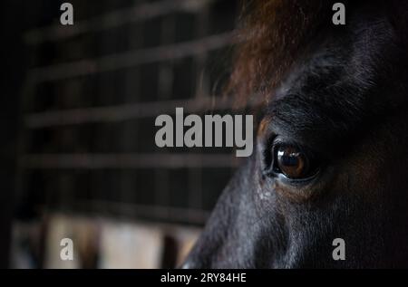 Un primo piano degli occhi spaventati di un cavallo nella stalla. Riflesso nell'occhio. Foto Stock