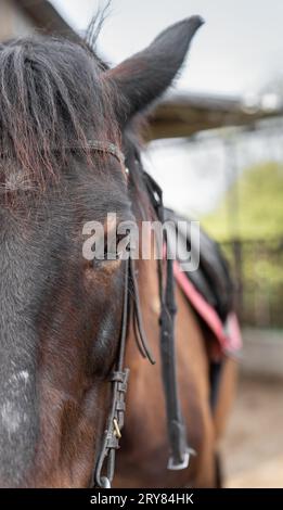 Dettaglio di un cavallo sellato in attesa di essere cavalcato. Primo piano di un occhio di mare. Foto Stock