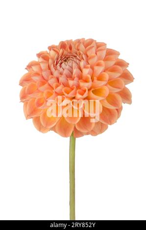 Orange Fiore Dahlia Foto Stock