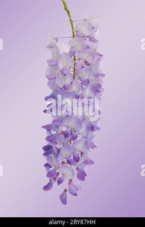 Fiori di glicine Foto Stock