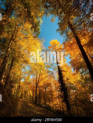 Alberi in una foresta che crescono verso il cielo blu, con splendidi colori autunnali, sole e una bella prospettiva Foto Stock